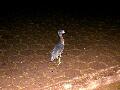 Nigh heron near hospital.jpg